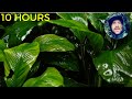 Gentle Rain falling on Leaves in the Rainforest | Nature Relaxing Sounds for Sleep, Insomnia, Stress