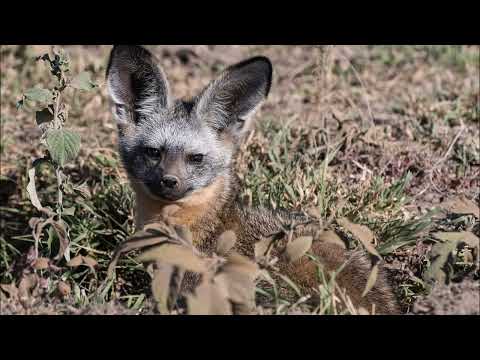 The bat-eared fox | Otocyon megalotis | Lyon Park