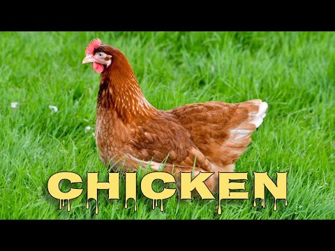 Chicken sounds, hen clucking