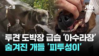 한국에 아직도 이런 곳이…개끼리 싸움붙여 '만신창이' / JTBC 뉴스룸