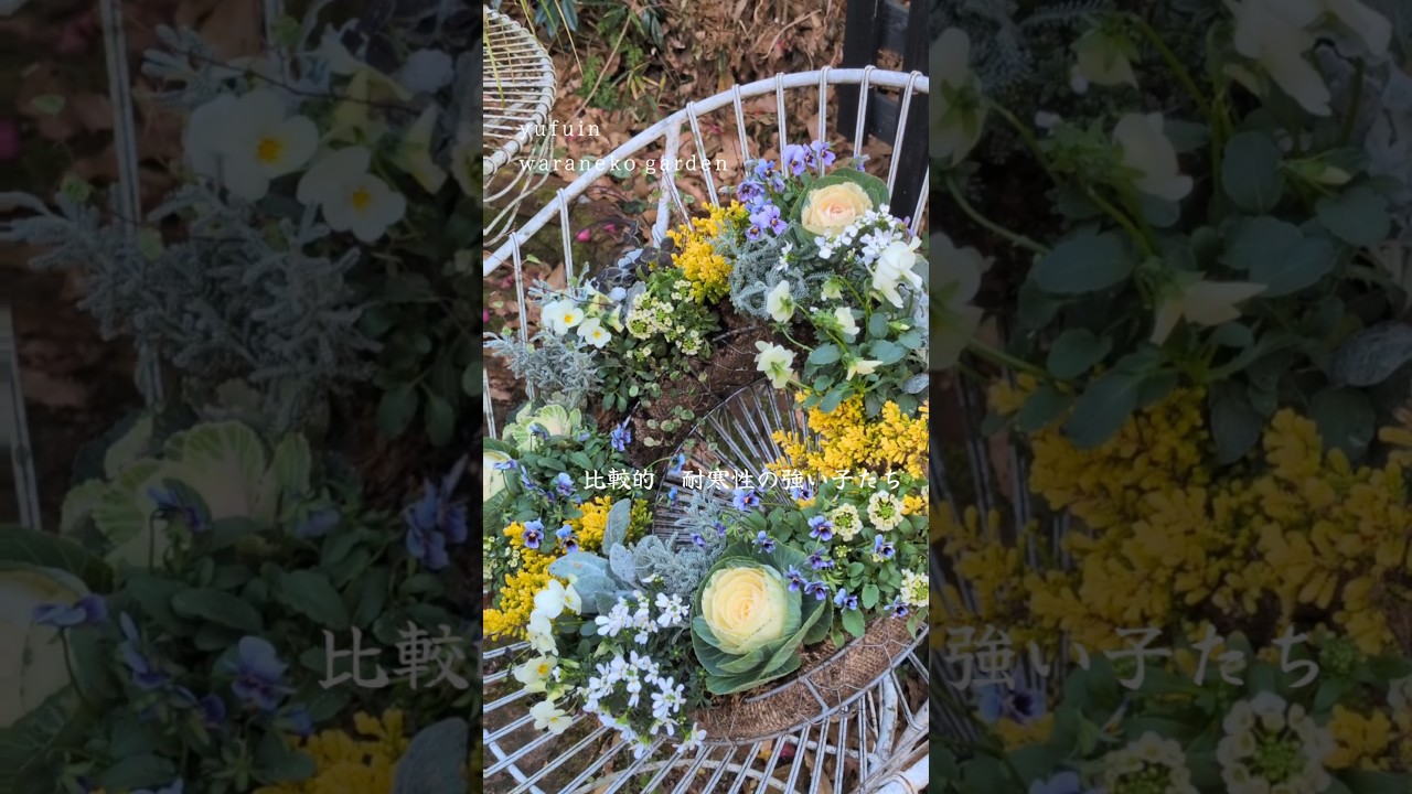 寒さに強いリングバスケット&ちょっとお知らせ📢