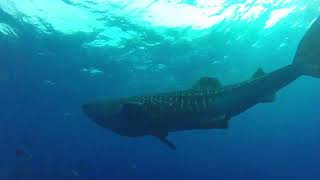Whale Shark!  Socorro 2018