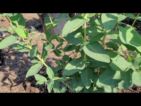 Jagody Kamczackie przegląd odmian 09.06.2023