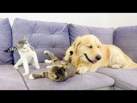 YouTube 썸네일
