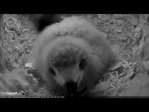 Bermuda Petrel Chick, Likely a Male, Preparing to Fledge – May 30, 2017