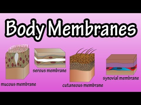 Body Membranes - Types Of Membranes In The Body - Serous Membranes - Mucous Membranes