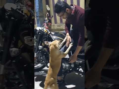 masoomiyat #dog #doglover #video #shortvideo #shorts #viral #theboys @Satinder-Sartaaj