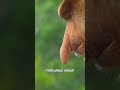 Long Monkey Nose EXPLAINED