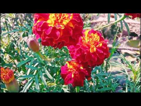 How to Turn 1 Rose into Many More! 🤩 Recycle your roses - creative explained