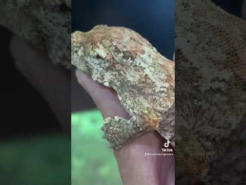 Rhacodactylus Chahouaについて詳しく解説