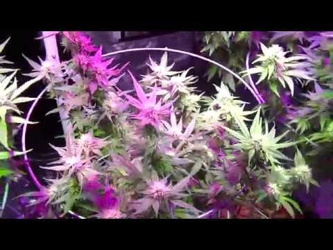 Hydroponic Update - Bud Building Time - 8x8 Flower Tent Day 26