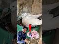 कबूतर के बच्चे को बचा लिया Savepigeon Savebirds Pigeon Kab