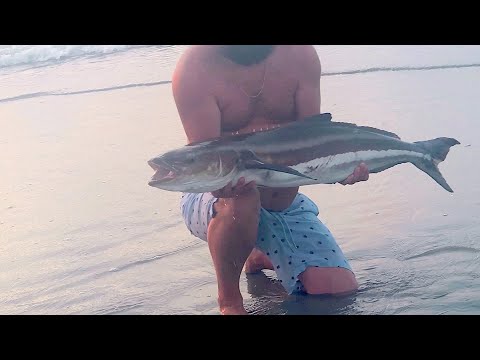 Surf cobia strike thumbnail