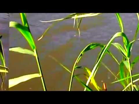 Simple Gifts YO YO MA and ALISON KRAUSS