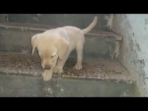 Hetvee pet's Ahmedabad good quality Labrador male puppy for sale