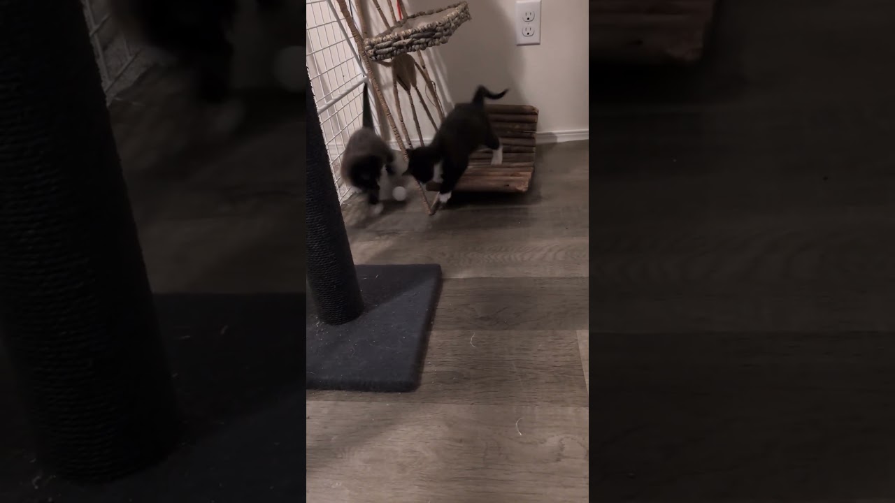 Bandit, a Adoptable Domestic Short Hair in Cathlamet, WA video 2/6