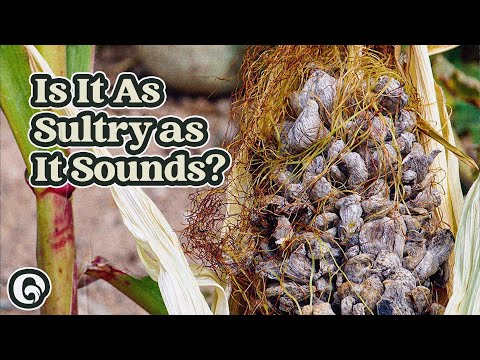 Why This Parasitic Fungus Has A Naughty Nickname