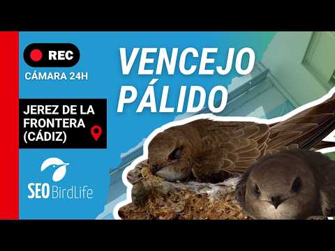 Live Stork Webcam in Madrigal de las Altas Torres live cam