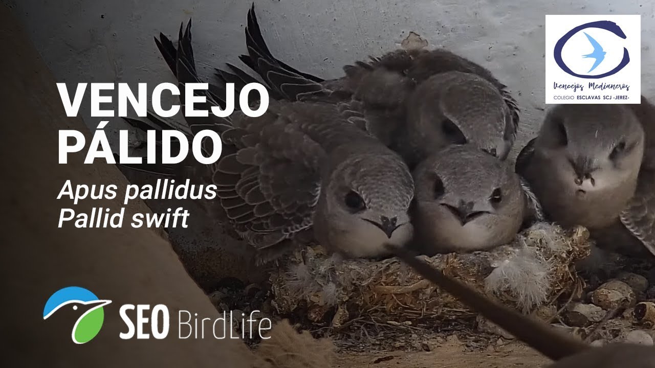 Live webcam view of Pallid Swift Nest Cam