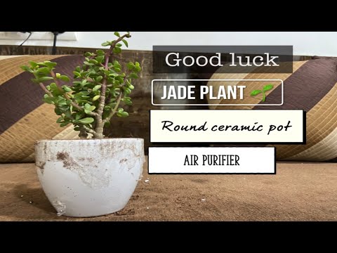 Good luck Jade plant 🌱 with Round ceramic pot | Air Purifier | Unboxing