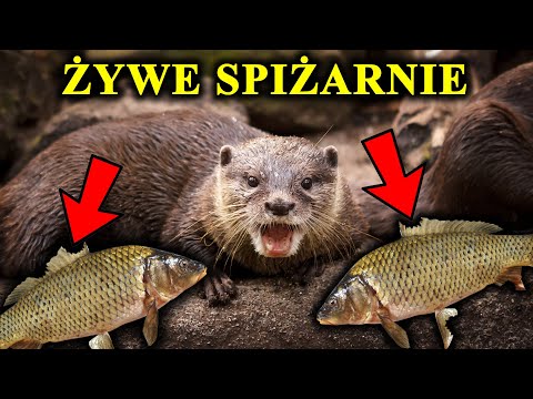 How an Otter Makes Live Fish Pantries and Eats Poisonous Toads