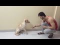 Laksh Lalwani Playing Dog Porus Playing Dog ️