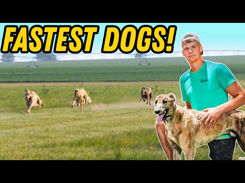 Greatest Greyhound Race Ever Witnessed