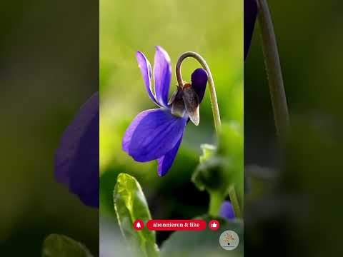 Schattenbeet anlegen: Dein Waldsaum unter Bäumen – robust & heimisch