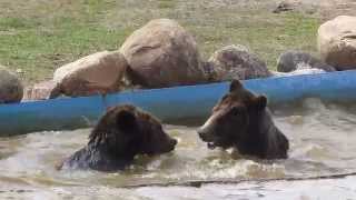 preview picture of video 'Медведи в Ярославском зоопарке / Bears in Yaroslavl Zoo'