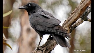 Hunting Ravens: research into the increase in Forest Ravens on King Island | University of Tasmania