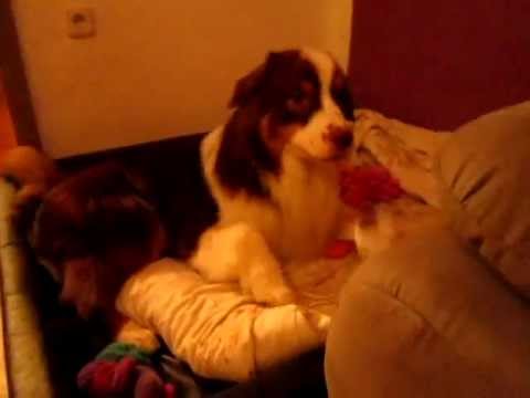 Noshi und Fibi Teil 1