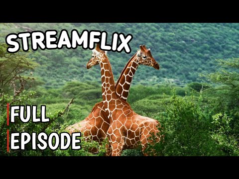 Graceful Giants: Exploring the World of Giraffes