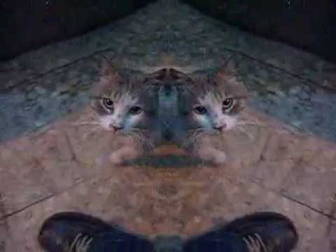 Merkwürdige Katze im Spiegelungsvideo Bizarres Katzenvideo Şaşırtıcı kedi videosu Bizarre cat video