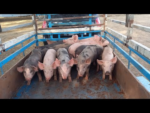 FEIRA DE PORCO EM CAMPINA GRANDE-PB 02-12-2025 