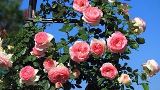 stop and smell the roses by mac davis