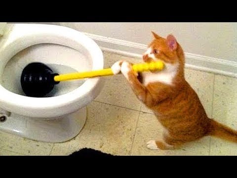CATS WILL MAKE YOU LAUGH YOUR HEAD OFF - SUPER FUNNY CAT VIDEOS COMPILATION