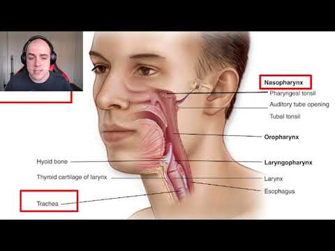 Resp 4.2 - Pharynx and Larynx