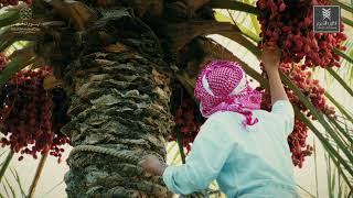 مجموعة الباب النجدي