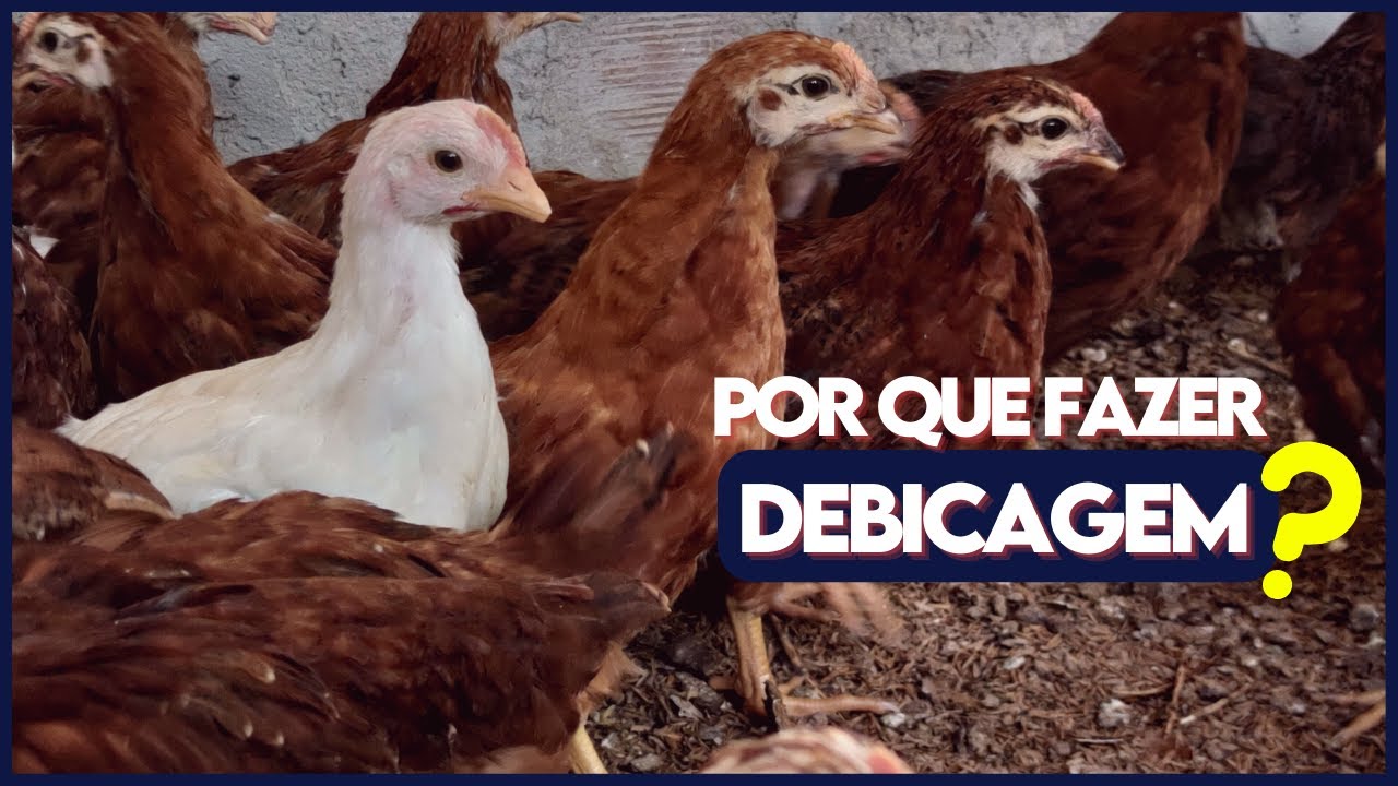 O segredo ESCONDIDO sobre: POR QUE  fazer a DEBICAGEM