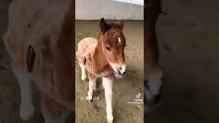 #可愛いくてごめん とねっこ❣️の巻??