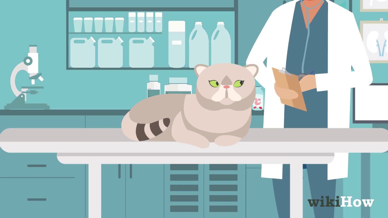 How to Deworm Cats - YouTube