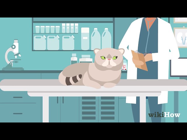 Can I give my cat over-the-counter dewormer?