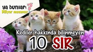 KEDİNİZ Mİ VAR ? KEDİLER HAKKINDA HİÇ BİLMEDİĞİNİZ 10 SÜPER BİLGİ