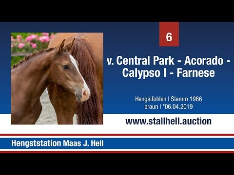 1. Online Fohlenauktion - Nr. 6 Central Park x Acorado