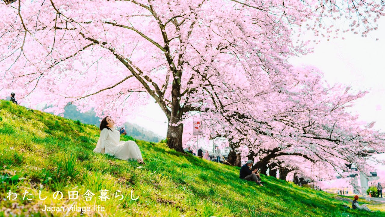 Cherry blossom season is finally here! Come on everyone in Shibata-machi shibata-gun, Miyagi  JAPAN