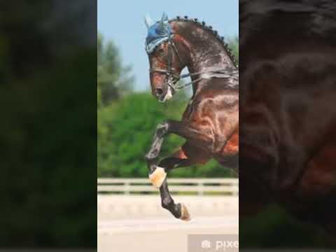 , title : 'Hanoverian horse edit (sorry if I spelt it wrong) #horse #shorts'