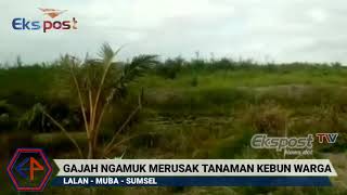 Gegerrr!! Grombolan Gajah Ngamuk Rusak Tanaman Kebun Warga