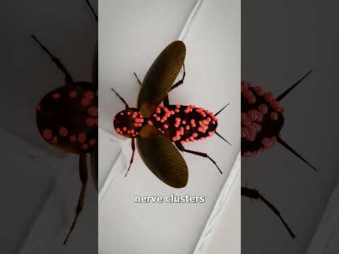 How Cockroaches Live Without Their Head 😯