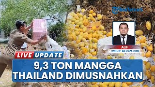 Beacukai dan Balai Karantina Asahan Musnahkan 9,5 Ton Mangga dari Thailand, 6 Orang Jadi Tersangka