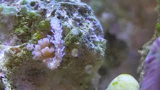 Weird reef worm?? *possibly SOLVED digitate hydroid